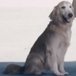 Ace Combat 7 JPEG Dog template