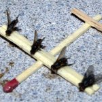 Somalia  sends private fly plane