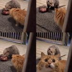 Cat vs. Possum
