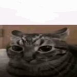 No to mamy kurcze kłopot cat