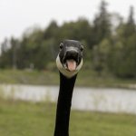 Angry goose