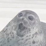 surprised seal