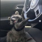Racoon Driving