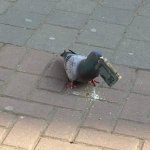 Crypto Palomo / Crypto Pigeon
