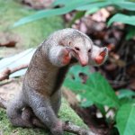 Silky anteater