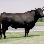 Wagyu Cow