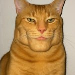 chad cat