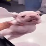 Pibble Wiggle GIF Template