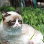 Grumpy cat on grass
