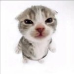 upvote this cat meme