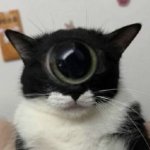 Cat one eye