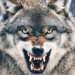 Snarling wolf