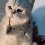 Sunglasses Cat Deal With it