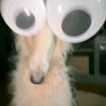 Google eye Borzoi