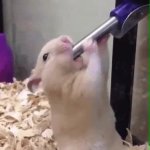 hamster water GIF Template