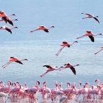 Flamingoes