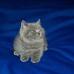 this cat is wrong for laughing