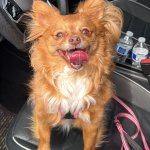 Bean’s Tick Removal