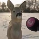 deer interview