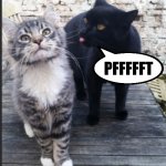 A Good Joke … Can Sometimes Not Stick The Landing !!!  : ) | I’M  REALLY  SURE
 THAT  U 
INTENDED; PFFFFFT; TO  BE
 HILARIOUS 
 WITH  THAT  NONSENSE | image tagged in pfft,the truth teller,cat meme,funny cat | made w/ Imgflip meme maker