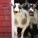 Two goats laugh