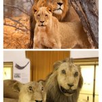 High VS Low Quality meme