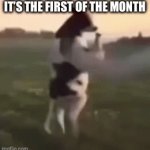 Happy April Fools Day! | IT’S THE FIRST OF THE MONTH | image tagged in gifs,cow | made w/ Imgflip video-to-gif maker