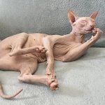 hairless cat