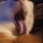 Ponytail Rainbow Sparkles Lick Attack