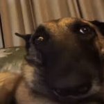 Dogs for no particular reason