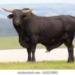 Big Bull