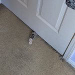 I crave your attention