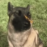 goodest boy | Such a good boy! | image tagged in gifs,good boy | made w/ Imgflip video-to-gif maker