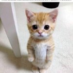 Then you also have to find the reference in the Bible | Me waiting for the preacher to repeat the Bible reference because I legit forgot | image tagged in memes,cute cat,bible,reference | made w/ Imgflip meme maker