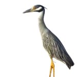 yellow crowned night heron