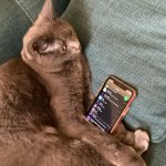 Cat with spotify template