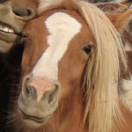 Pammie Bondi template