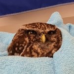 Say that again slowly