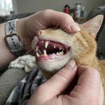 cat teeth