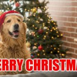 Merry Christmas | Merry Christmas | image tagged in christmas dog 1,christmas,merry christmas | made w/ Imgflip meme maker