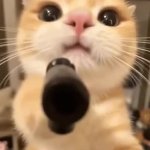 cat with gun GIF Template
