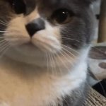 Cat Knock GIF Template