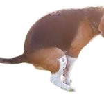 Dog pooping