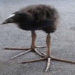 Kiwi bird
