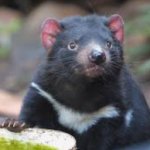 Tasmanian Devil