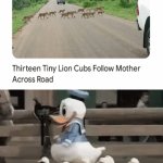 Tiny lion cubs following mother | image tagged in gifs,follow the leader,memes,blank white template,mother,lion | made w/ Imgflip video-to-gif maker