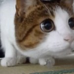 Car look left and right GIF Template