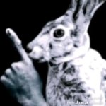 hush bunny meme