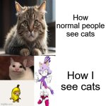 How I see cats and how normal people see cats | How normal people see cats; How I see cats | image tagged in memes,drake hotline bling | made w/ Imgflip meme maker