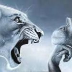 Lion vs Monkey